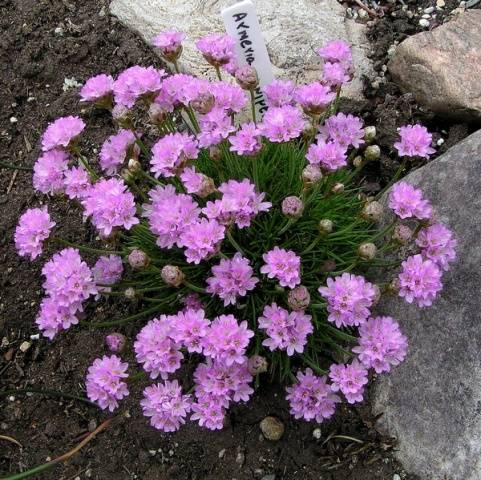 Low-growing perennials for flower beds, blooming all summer