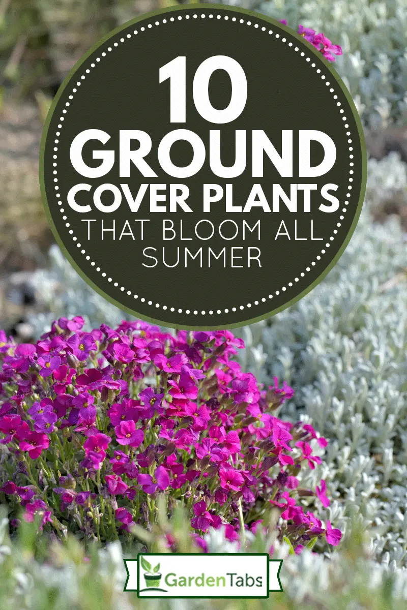 Low-growing perennials for flower beds, blooming all summer