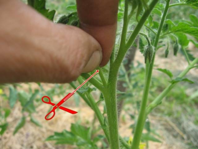 Low-growing tomatoes that do not require pinching