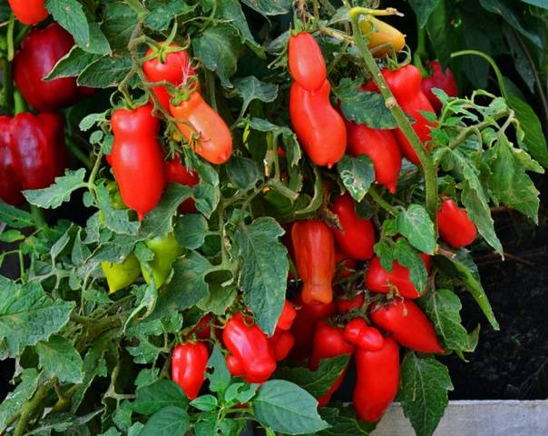 Low-growing tomatoes that do not require pinching