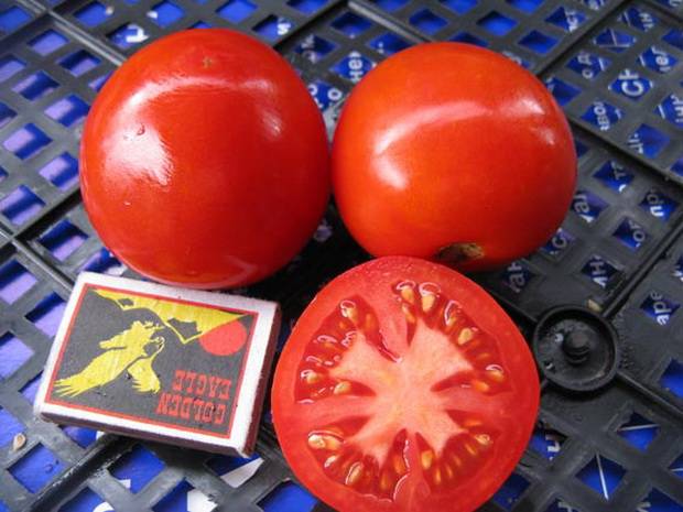 Low-growing tomatoes that do not require pinching