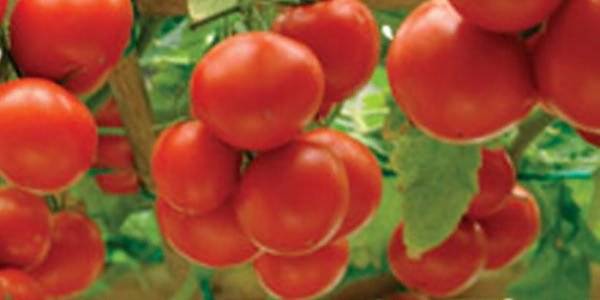 Low-growing tomatoes that do not require pinching