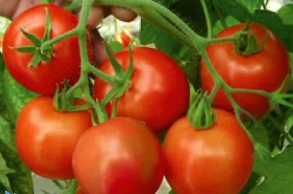 Low-growing tomatoes that do not require pinching