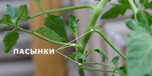 Low-growing tomatoes that do not require pinching