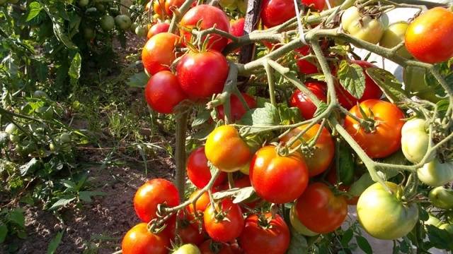 Low-growing tomatoes that do not require pinching