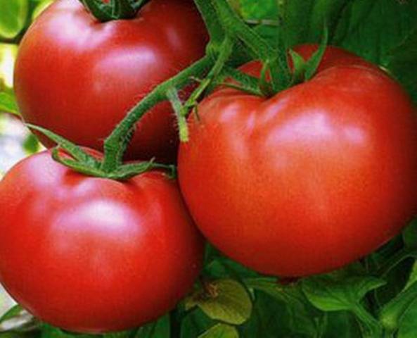 Low-growing tomatoes that do not require pinching