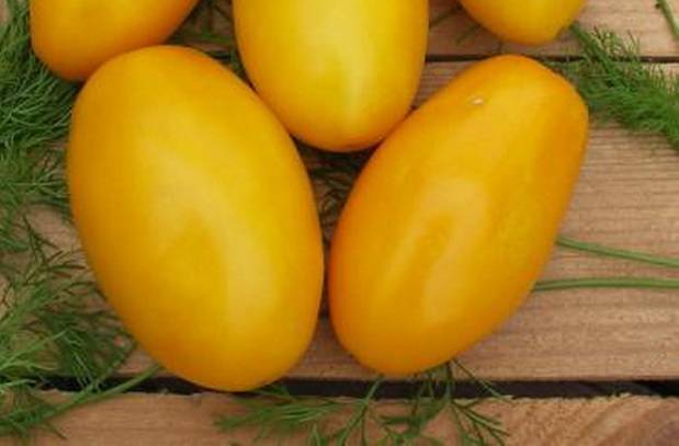 Low-growing tomatoes that do not require pinching