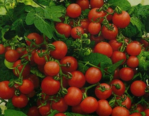 Low-growing tomatoes that do not require pinching