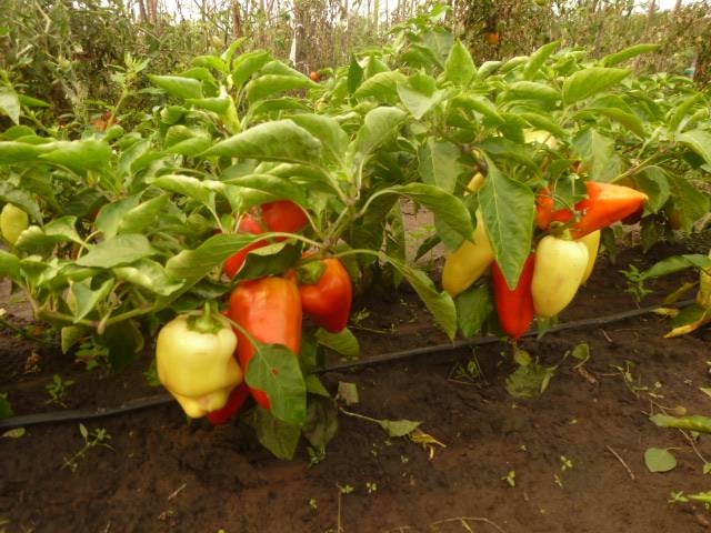 Low-growing varieties of sweet pepper