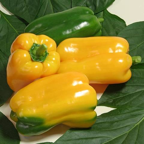 Low-growing varieties of sweet pepper