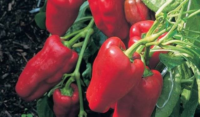 Low-growing varieties of sweet pepper