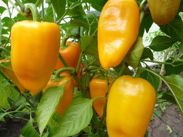 Low-growing varieties of sweet pepper