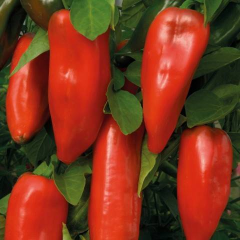 Low-growing varieties of sweet pepper