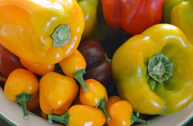 Low-growing varieties of sweet pepper