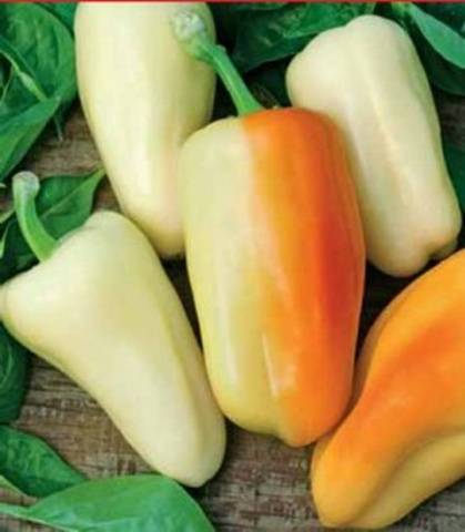 Low-growing varieties of sweet pepper