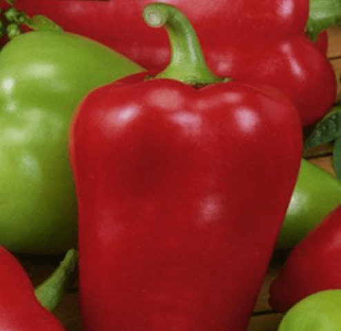 Low-growing varieties of sweet pepper