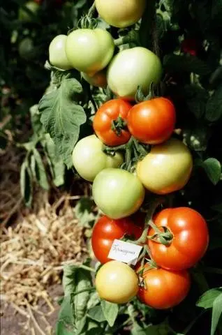 Low-growing varieties of tomatoes for open ground