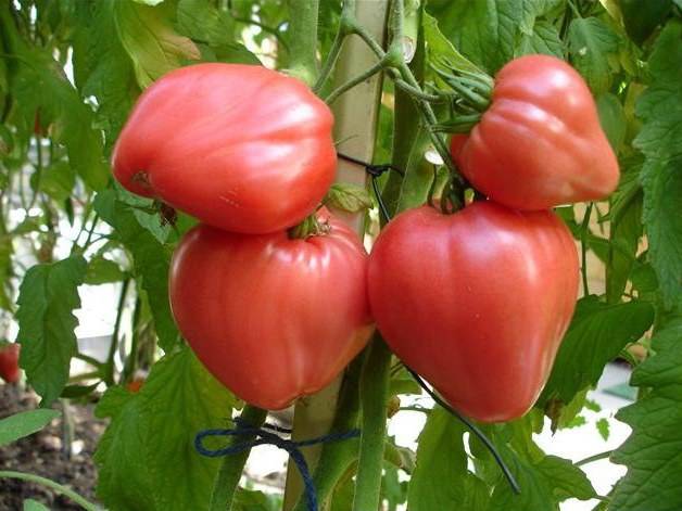 Low-growing varieties of tomatoes for open ground