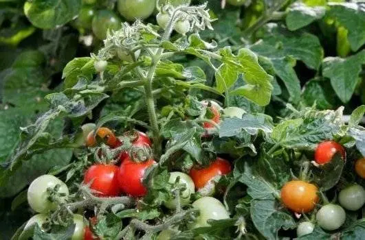 Low-growing varieties of tomatoes for open ground