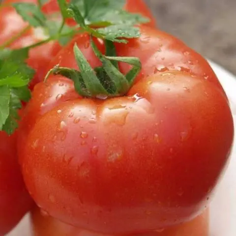 Low-growing varieties of tomatoes for open ground