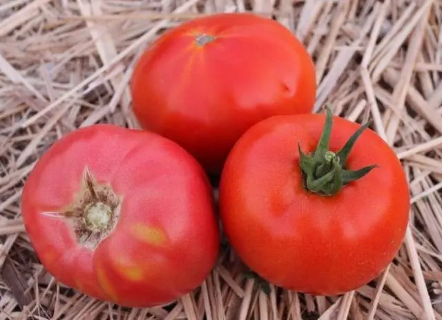 Low-growing varieties of tomatoes for open ground