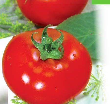 Low-growing varieties of tomatoes for open ground