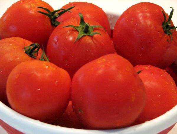 Low-growing varieties of tomatoes for open ground