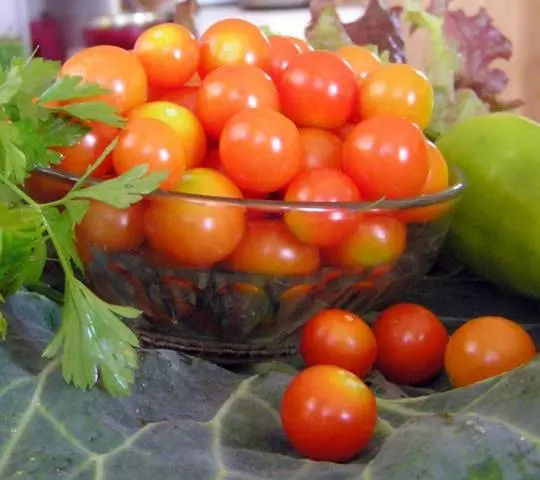 Low-growing varieties of tomatoes for open ground