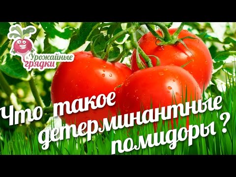 Low-growing varieties of tomatoes for open ground