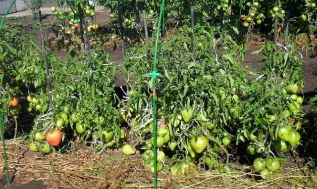 Low-growing varieties of tomatoes for open ground