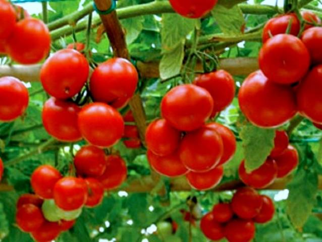 Low-growing varieties of tomatoes for open ground