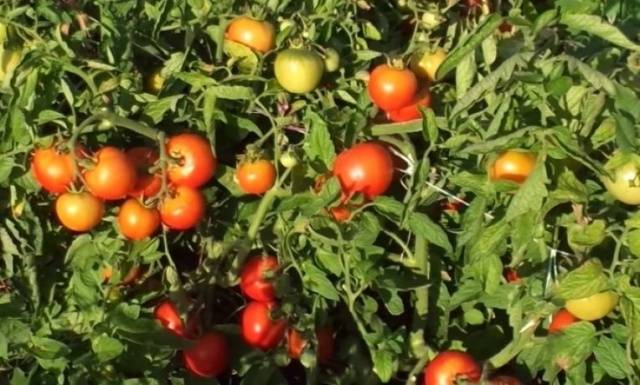 Low-growing varieties of tomatoes for open ground