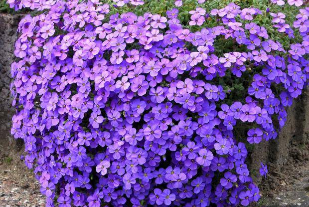 Low Perennial Mix Flower Cocktail: Whats Included