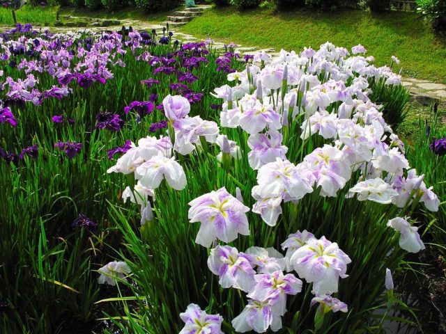 Low (undersized) iris: varieties, photos in landscape design, planting and care