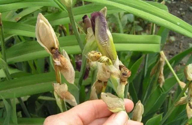 Low (undersized) iris: varieties, photos in landscape design, planting and care