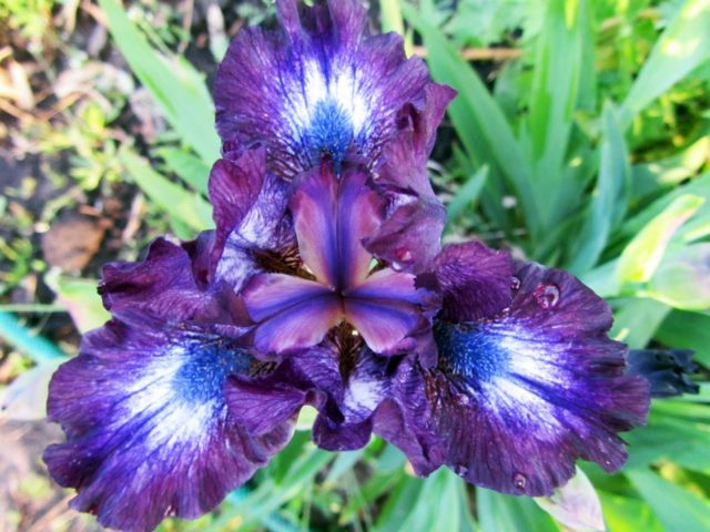 Low (undersized) iris: varieties, photos in landscape design, planting and care