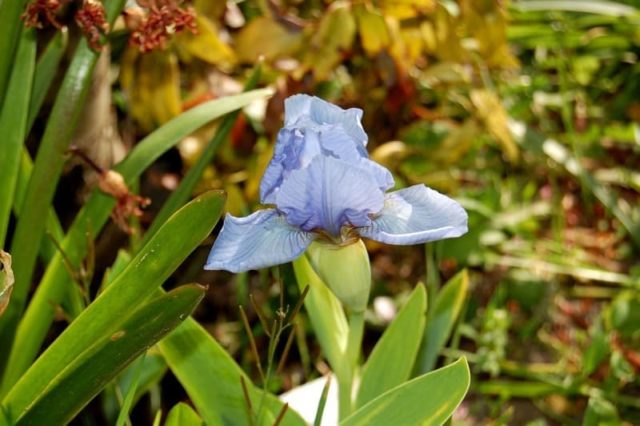 Low (undersized) iris: varieties, photos in landscape design, planting and care