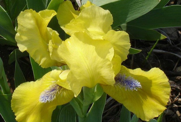 Low (undersized) iris: varieties, photos in landscape design, planting and care