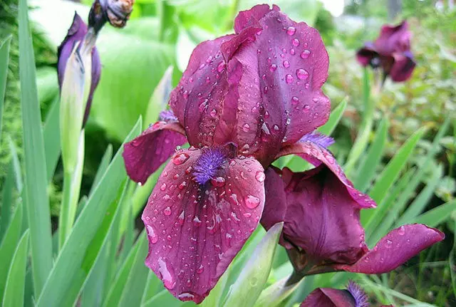 Low (undersized) iris: varieties, photos in landscape design, planting and care