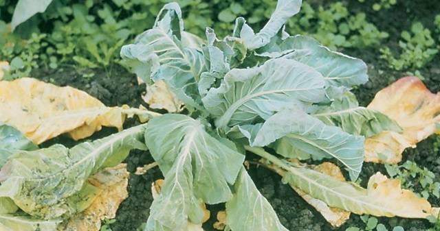 Lower leaves of cabbage turn yellow: what to do 