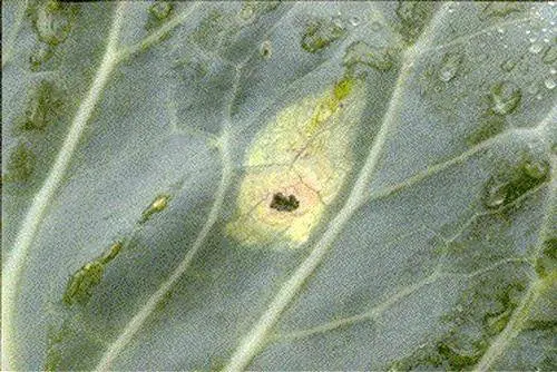 Lower leaves of cabbage turn yellow: what to do 