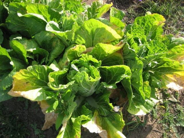 Lower leaves of cabbage turn yellow: what to do 