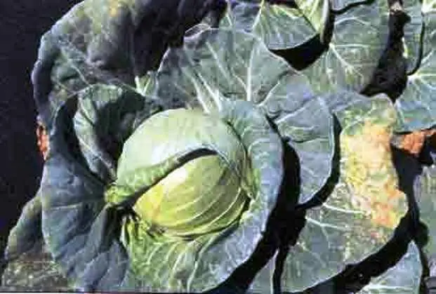 Lower leaves of cabbage turn yellow: what to do 