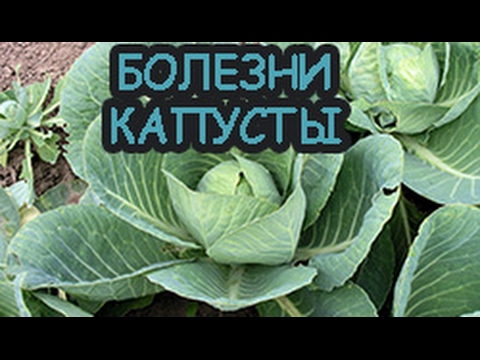 Lower leaves of cabbage turn yellow: what to do 