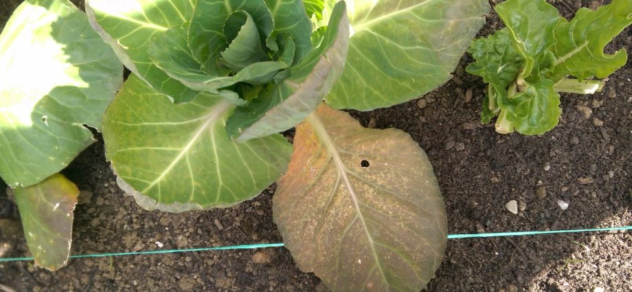 Lower leaves of cabbage turn yellow: what to do 