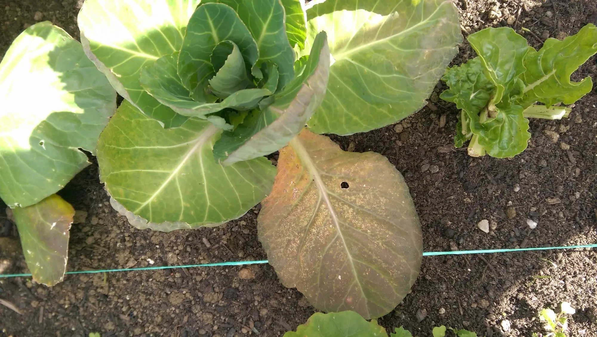 Lower leaves of cabbage turn yellow: what to do 