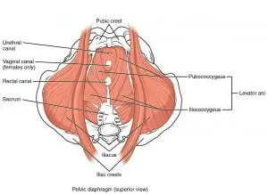 Lumps in the vaginal area after childbirth &#8211; what to do?