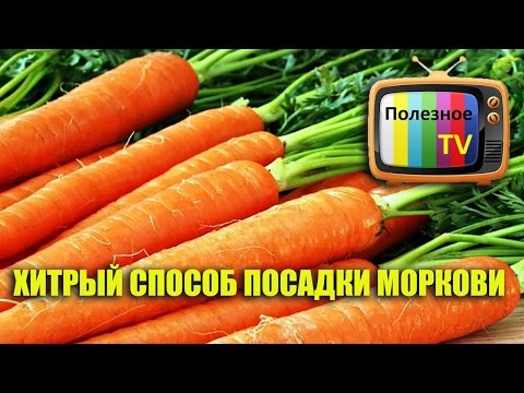 Lunar calendar for carrots: favorable days for planting and caring for crops in 2022