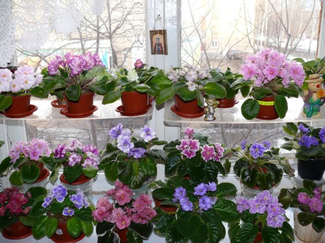 Lunar calendar for indoor plants for January 2022