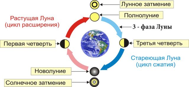 Lunar calendar for November 2022 for indoor flowers: planting, transplanting, care